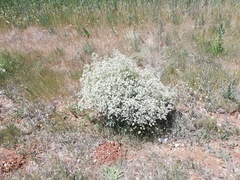 Crambe tataria