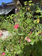 Arachnothryx leucophylla