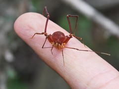 Krateromaspis dilatata