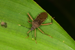 Leptoscelis elongator