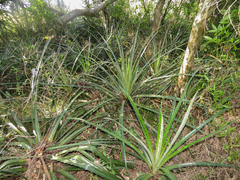 Bromelia balansae