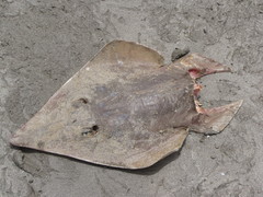 Pseudobatos glaucostigma