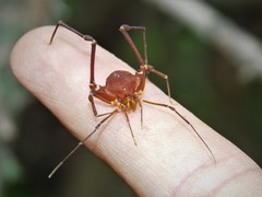 Krateromaspis dilatata