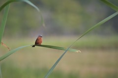 Sporophila hypoxantha