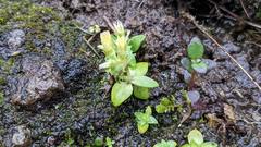 Gentiana tenuissima