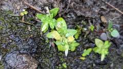Gentiana tenuissima