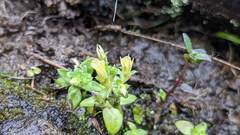 Gentiana tenuissima