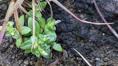 Gentiana tenuissima