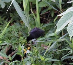 Agelasticus cyanopus