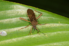 Leptoscelis elongator