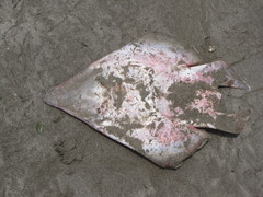 Pseudobatos glaucostigma