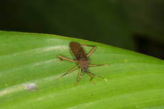 Leptoscelis elongator