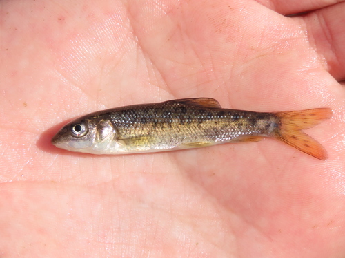 Iberian Barbel