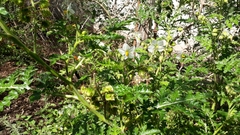 Solanum sisymbriifolium