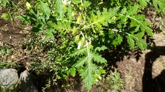 Solanum sisymbriifolium