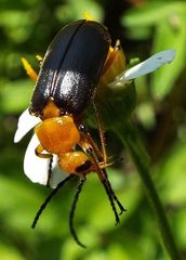 Nemognatha punctulata