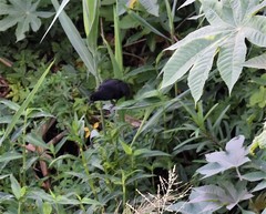 Agelasticus cyanopus