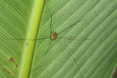 Sclerosomatidae
