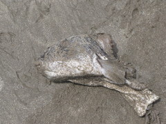 Sphoeroides annulatus