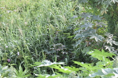 Agelasticus cyanopus