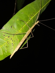 Sipyloidea larryi