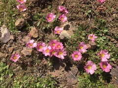 Oxalis obtusa