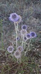 Echinops ritro ruthenicus
