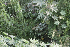 Agelasticus cyanopus