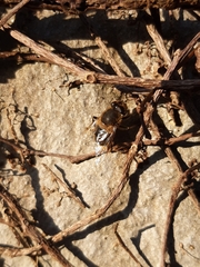 Eristalis tenax