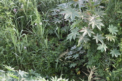 Agelasticus cyanopus