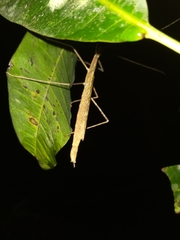 Sipyloidea larryi