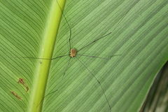 Sclerosomatidae