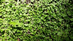 Dichondra microcalyx