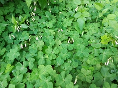 Oxalis debilis