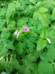 Oxalis debilis