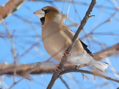Coccothraustes coccothraustes