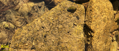 Semisulcospira
