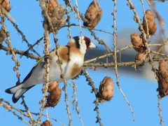 Carduelis carduelis