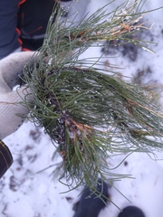 Pinus sibirica
