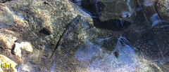 Rhinogobius brunneus