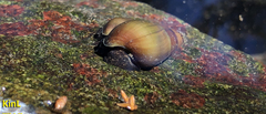 Semisulcospira libertina