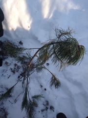 Pinus sibirica