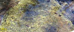 Semisulcospiridae