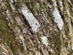 Pertusaria paratuberculifera