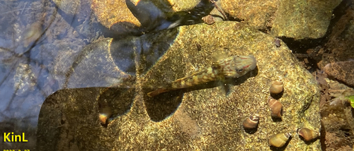 Bruine riviergrondel (Rhinogobius brunneus) — Gobiidae — 2