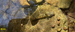 Rhinogobius brunneus