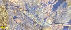 Rhinogobius brunneus