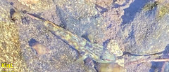 Rhinogobius brunneus