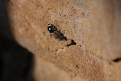 Dolichomutilla sycorax