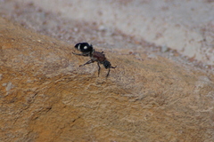 Dolichomutilla sycorax